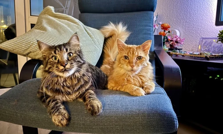 Tierarztpraxis Dr.vet. Stupar