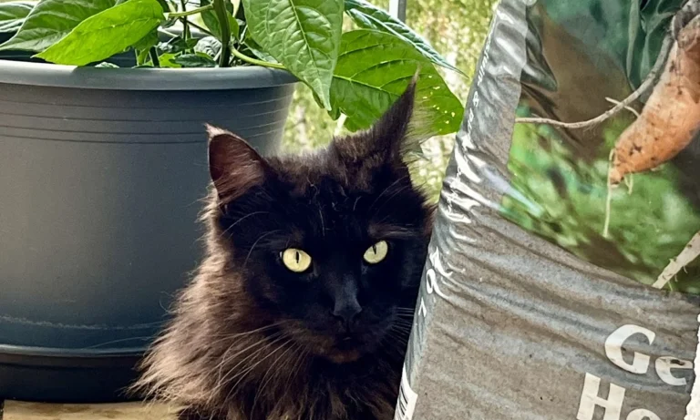 Tierarztpraxis Dr.vet. Stupar