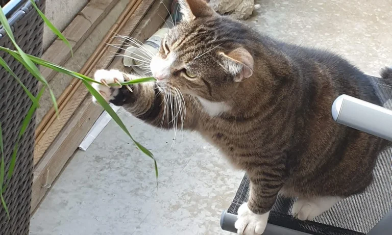 Tierarztpraxis Dr.vet. Stupar