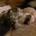 Tierarztpraxis Dr. von Manteuffel GmbH