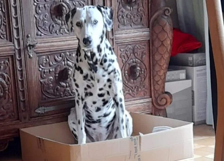 Tierarztpraxis Dr. von Manteuffel GmbH