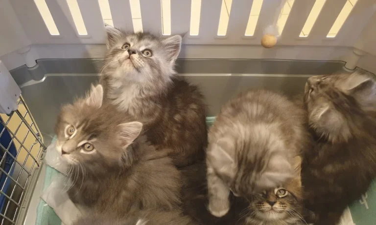 Tierarztpraxis Dr. von Manteuffel GmbH