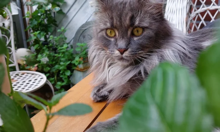 Tierarztpraxis Dr. von Manteuffel GmbH