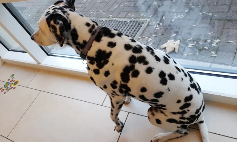 Tierarztpraxis Dr. von Manteuffel GmbH