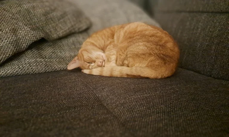 Tierarztpraxis Dr. von Manteuffel GmbH