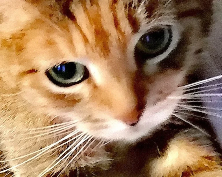 Tierarztpraxis Dr. von Manteuffel GmbH