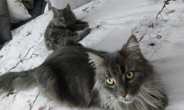 Tierarztpraxis Dr. von Manteuffel GmbH