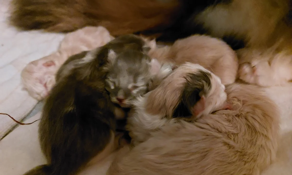 Tierarzt Tierarztpraxis Dr. von Manteuffel GmbH Hamburg