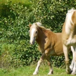 Tierarztpraxis Dres. med. vet. Andreas & Kerstin Richter