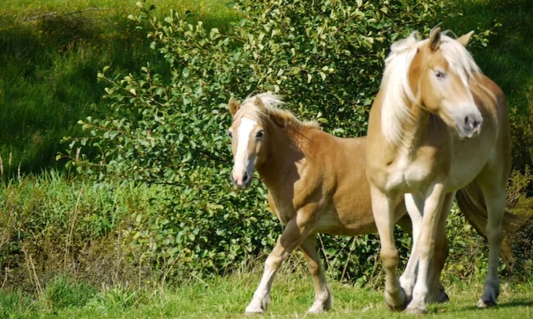 Tierarztpraxis Dres. med. vet. Andreas & Kerstin Richter