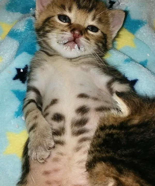 Tierarztpraxis Dres. med. vet. Andreas & Kerstin Richter