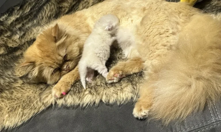 Tierarztpraxis Dres. med. vet. Andreas & Kerstin Richter