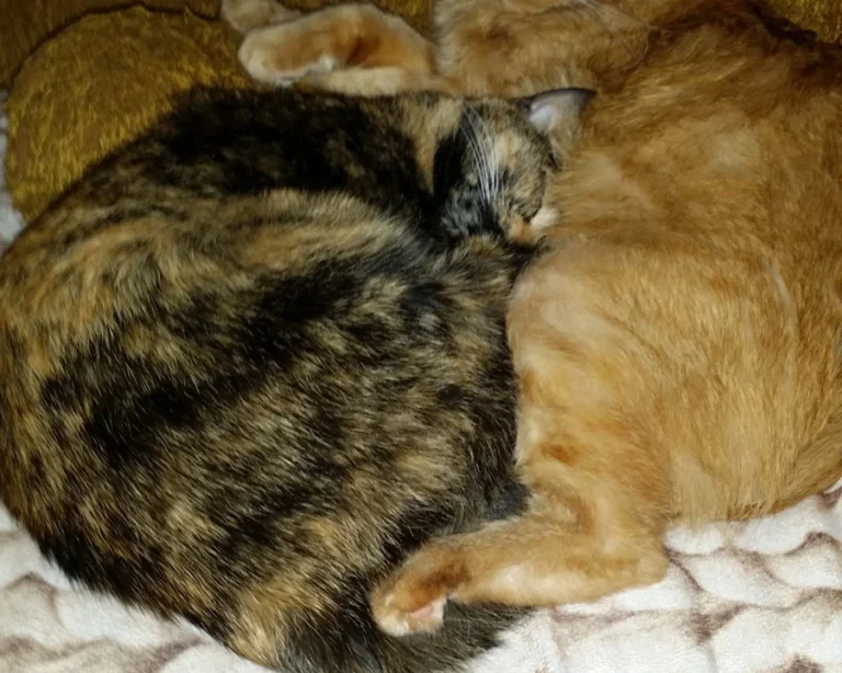 Tierarztpraxis Dres. med. vet. Andreas & Kerstin Richter