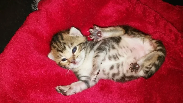 Tierarztpraxis Dres. med. vet. Andreas & Kerstin Richter