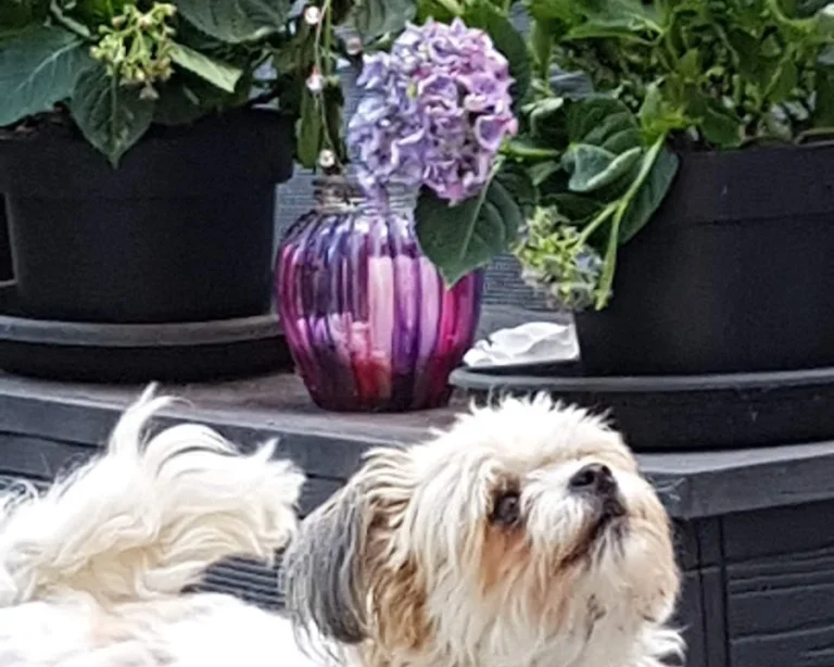 Tierarztpraxis Dres. med. vet. Andreas & Kerstin Richter