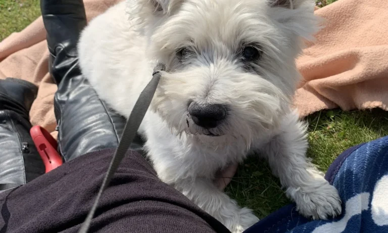 Tierarztpraxis Dres. Selzer GmbH