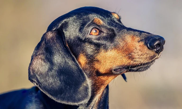 Tierarztpraxis Dres. Selzer GmbH