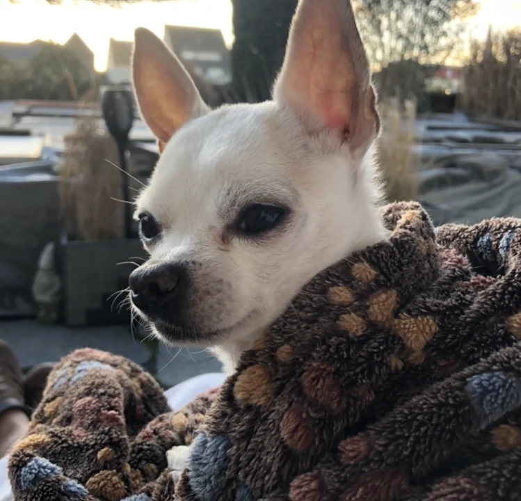 Tierarztpraxis Dres. Selzer GmbH