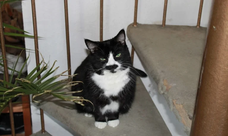 Tierarztpraxis Dres. Selzer GmbH