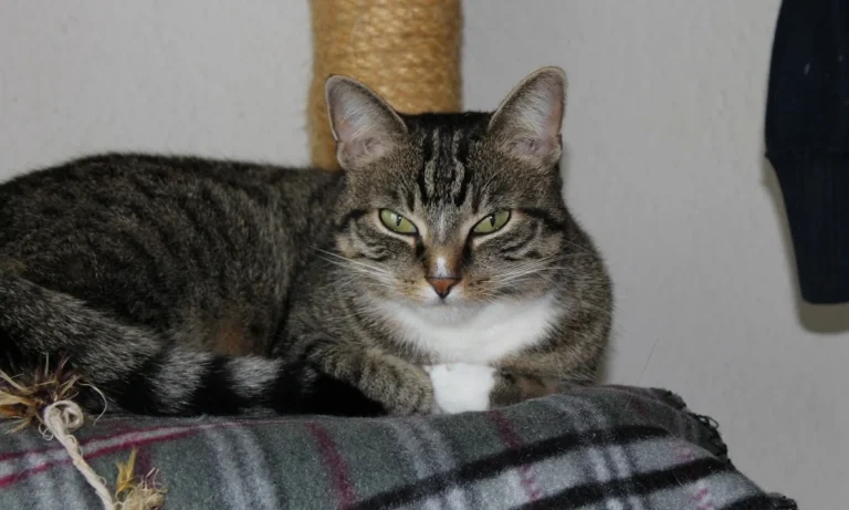 Tierarztpraxis Dres. Selzer GmbH