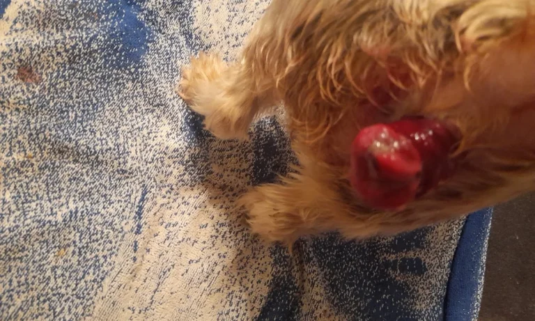 Tierarztpraxis Dres. Selzer GmbH