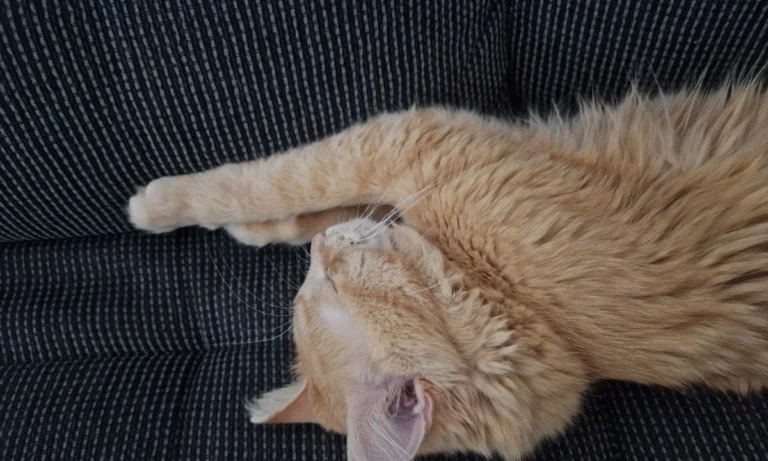 Tierarztpraxis Dres. Selzer GmbH