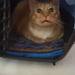 Tierarztpraxis DVM Gerrit Kanzok