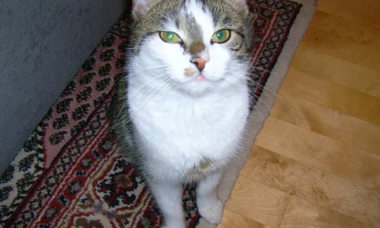 Tierarztpraxis DVM Gerrit Kanzok