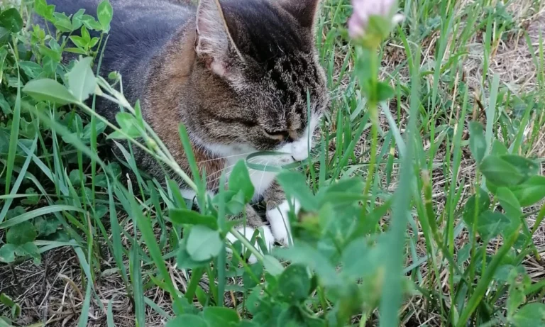 Tierarztpraxis DVM Gerrit Kanzok