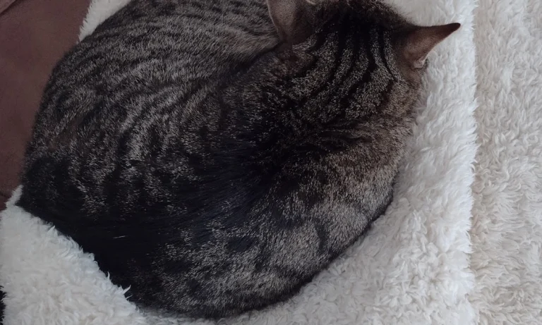 Tierarztpraxis DVM Gerrit Kanzok