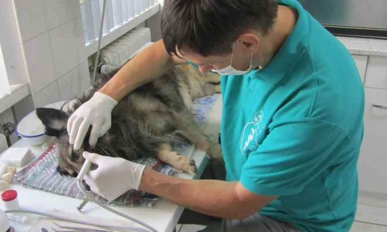 Tierarztpraxis DVM Gerrit Kanzok