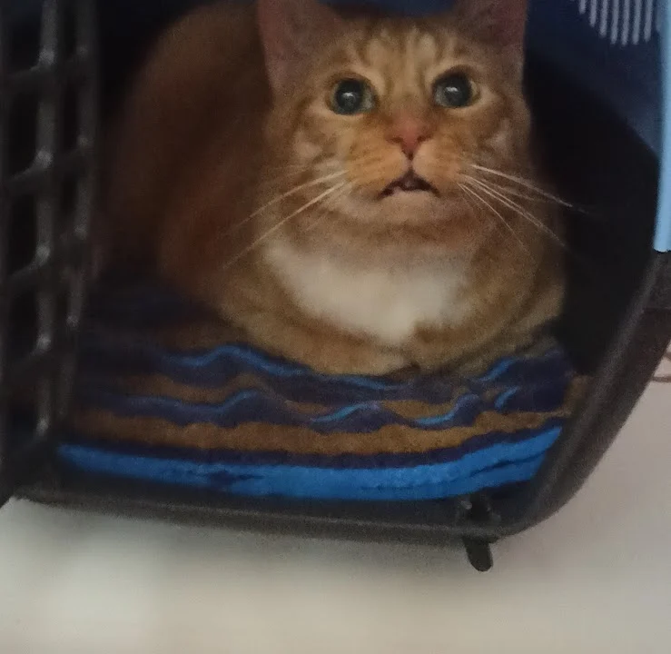 Tierarzt Tierarztpraxis DVM Gerrit Kanzok Chemnitz