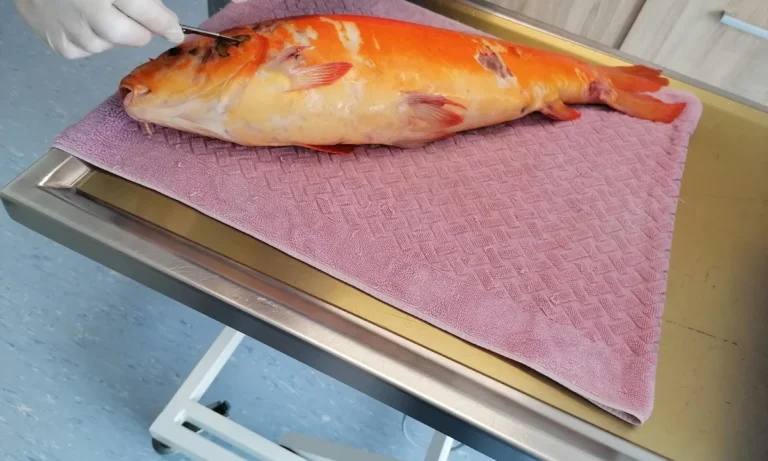 Tierarztpraxis DVM Thomas Held