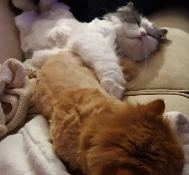 Tierarztpraxis DVM Thomas Held