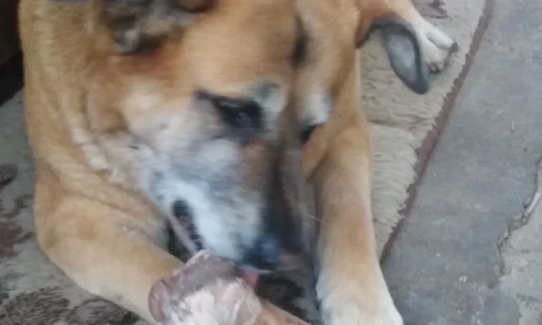 Tierarztpraxis DVM Thomas Held