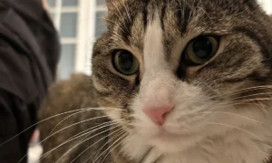 Tierarztpraxis E. Laskawy