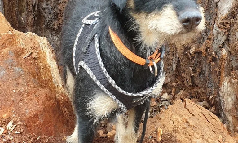 Tierarztpraxis E. Laskawy