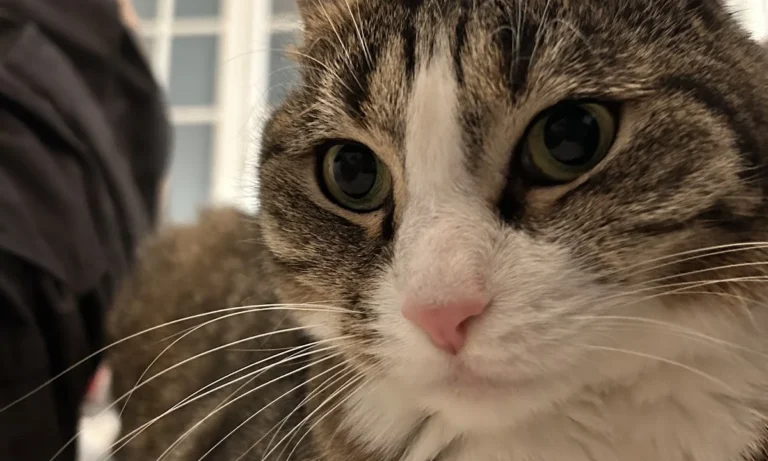 Tierarztpraxis E. Laskawy