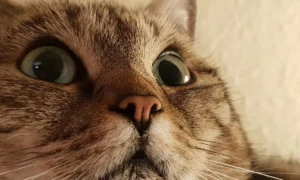 Tierarztpraxis Eugen Schumaiko