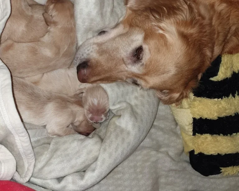 Tierarztpraxis Eva Gocke-Stürmer