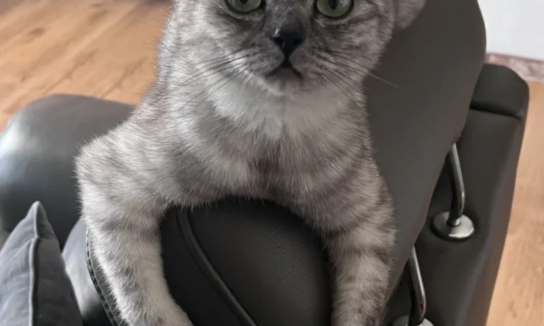 Tierarztpraxis Farina Kräker