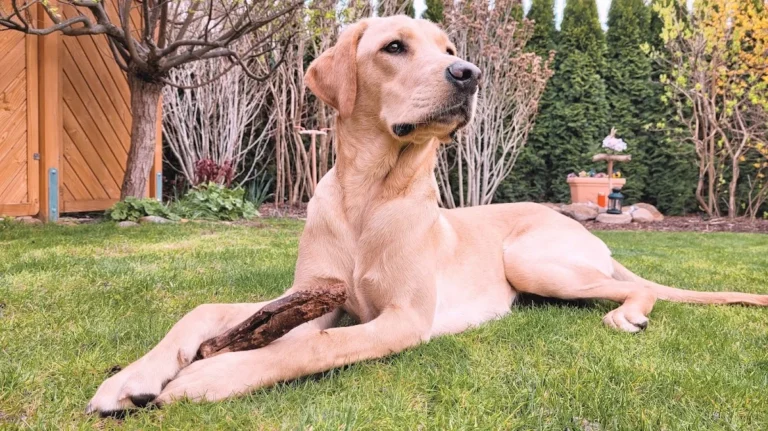 Tierarztpraxis Farina Kräker