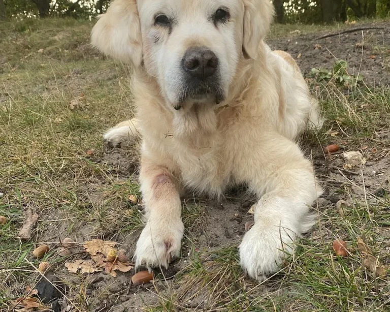 Tierarztpraxis Farina Kräker