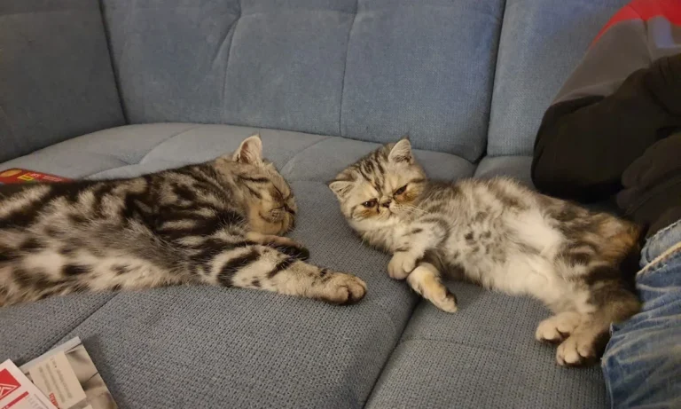 Tierarztpraxis Farina Kräker