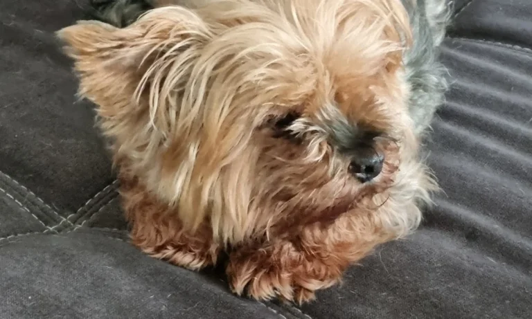 Tierarztpraxis Farina Kräker