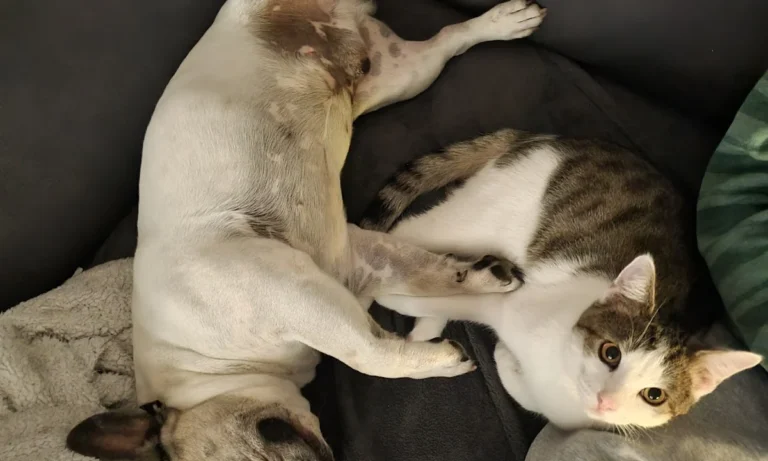 Tierarztpraxis Farina Kräker