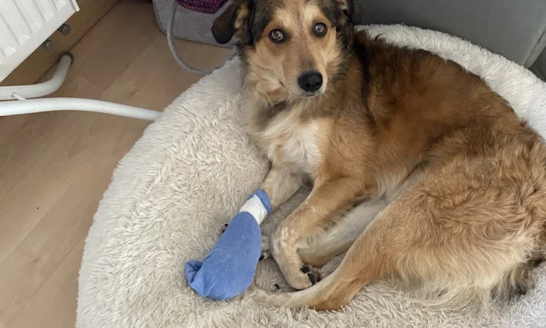 Tierarztpraxis Farina Kräker