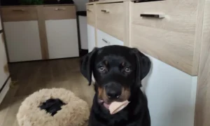 Tierarztpraxis Frank Nitschke