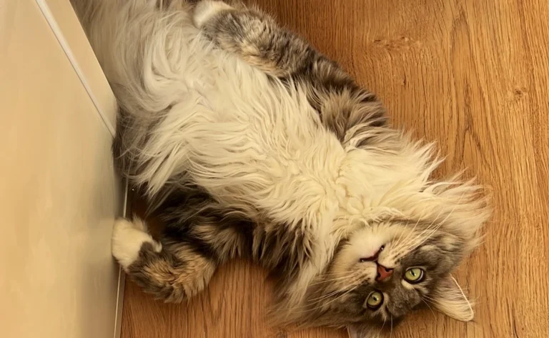 Tierarztpraxis Frank Nitschke