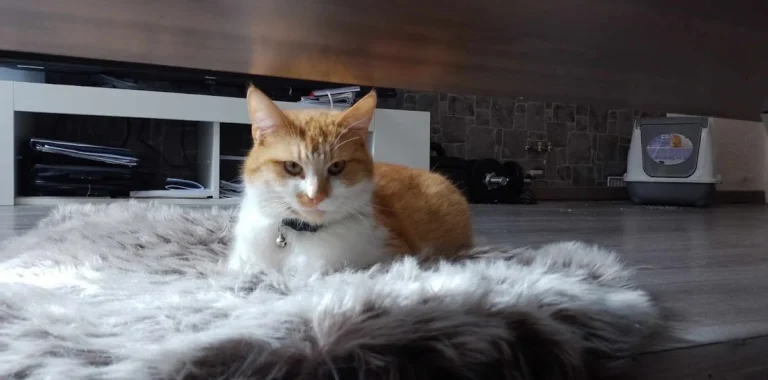 Tierarztpraxis Frank Nitschke